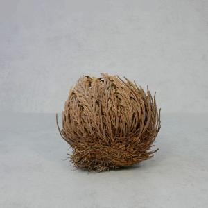Rose von Jericho 