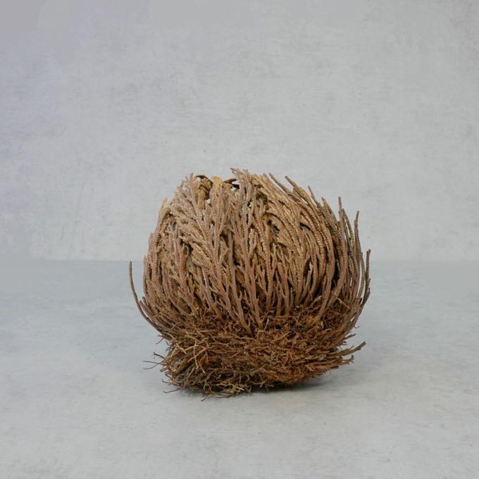 Rose von Jericho 